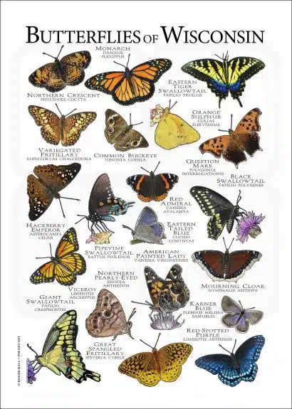 Butterflies of Wisconsin