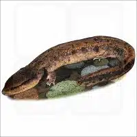 Common Mudpuppy illustration