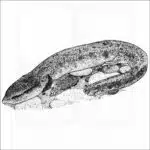 Common Mudpuppy