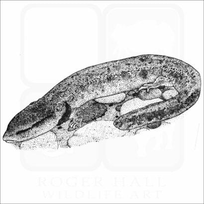 Common Mudpuppy