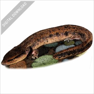 Common Mudpuppy stock image