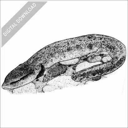 Common Mudpuppy