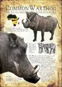 Common Warthog infographic