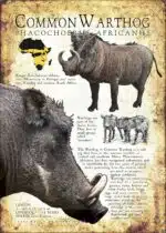 Common Warthog infographic