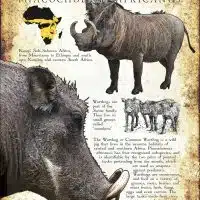 Common Warthog infographic