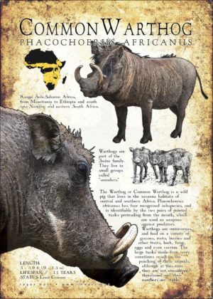 Common Warthog infographic