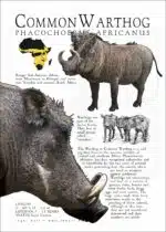 Common Warthog