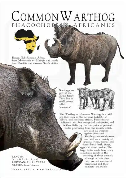Common Warthog