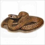DeKay's Brown Snake illustration