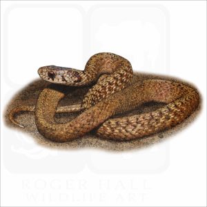 DeKay's Brown Snake illustration