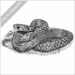 DeKay's Brown Snake