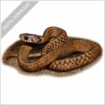DeKay's Brown Snake stock image