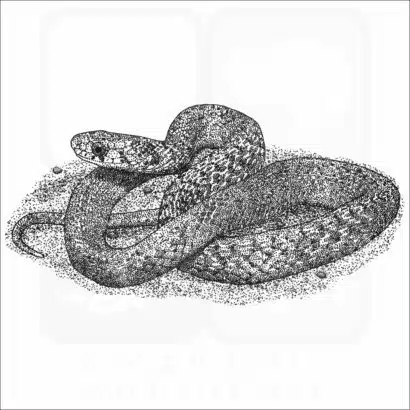DeKay's Brown Snake