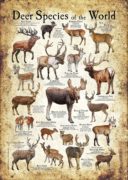 Deer Species of the World poster