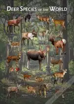 Deer Species of the World poster