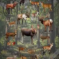 Deer Species of the World poster