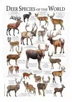 Deer Species of the World