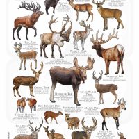 Deer Species of the World