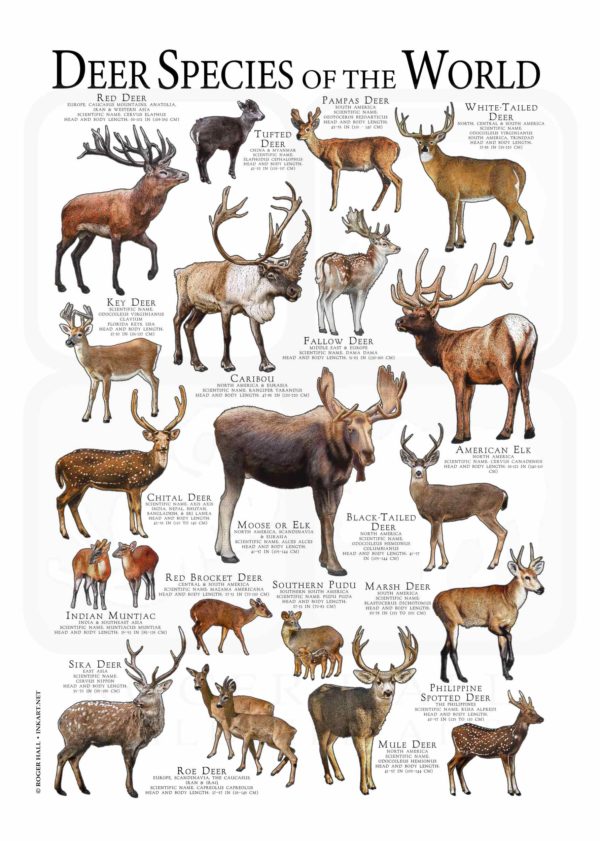 Deer Species of the World