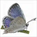 Eastern Tailed-Blue Butterfly illustration