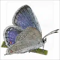 Eastern Tailed-Blue Butterfly illustration