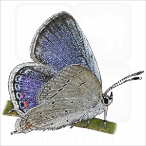 Eastern Tailed-Blue Butterfly illustration