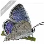 Eastern Tailed-Blue Butterfly stock image