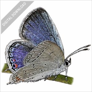 Eastern Tailed-Blue Butterfly stock image