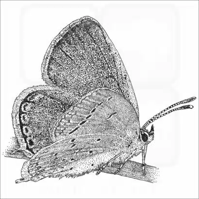Eastern Tailed-Blue Butterfly