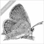 Eastern Tailed-Blue Butterfly