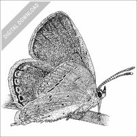 Eastern Tailed-Blue Butterfly