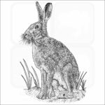 European Hare
