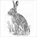 European Hare