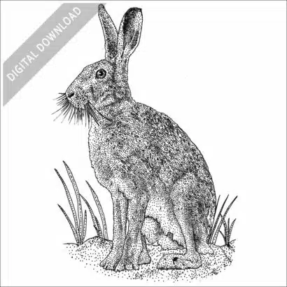 European Hare