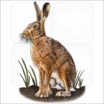 European Hare illustration