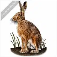 European Hare stock image