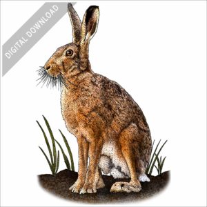 European Hare stock image