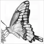 Giant Swallowtail Butterfly