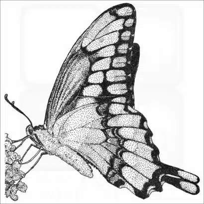 Giant Swallowtail Butterfly