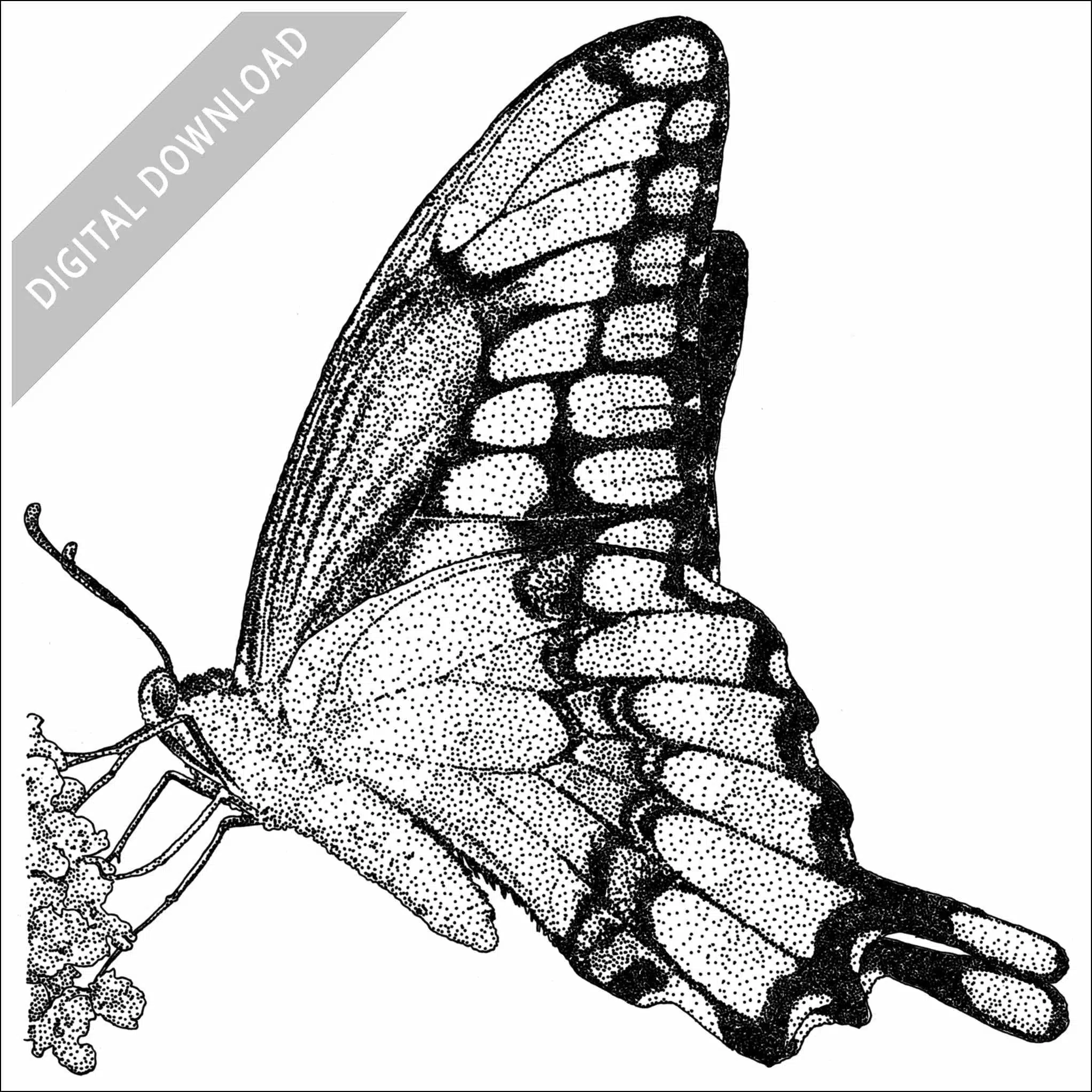 Stock Art Drawing of a Giant Swallowtail Butterfly