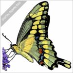 Giant Swallowtail Butterfly stock image