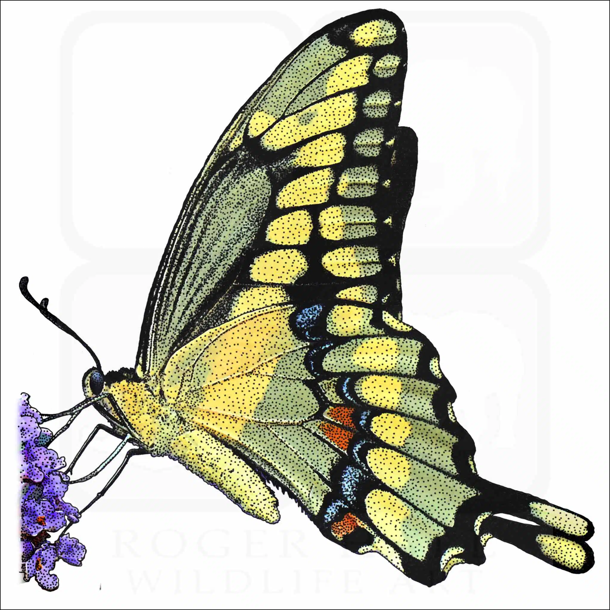 Giant Swallowtail Butterfly Giant Swallowtail Butterfly illustration