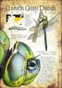 Common Green Darner Dragonfly infographic