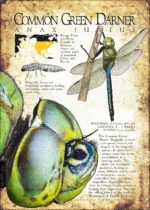 Common Green Darner Dragonfly infographic