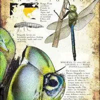 Common Green Darner Dragonfly infographic