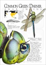 Common Green Darner Dragonfly
