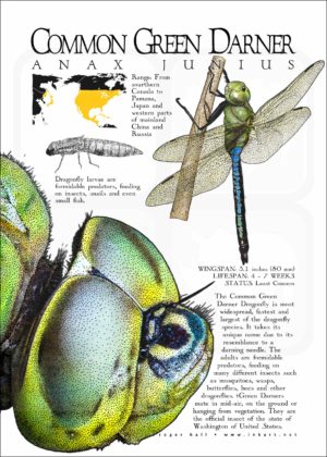 Common Green Darner Dragonfly