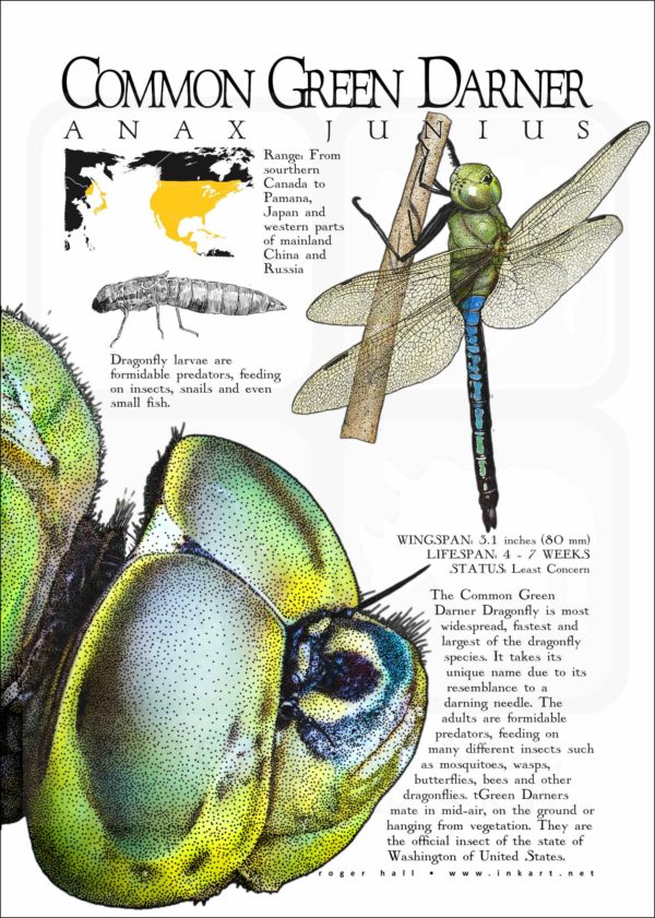 Common Green Darner Dragonfly