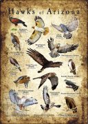 Hawks of Arizona Poster