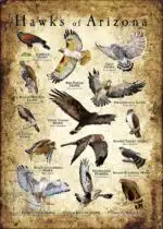 Hawks of Arizona Poster